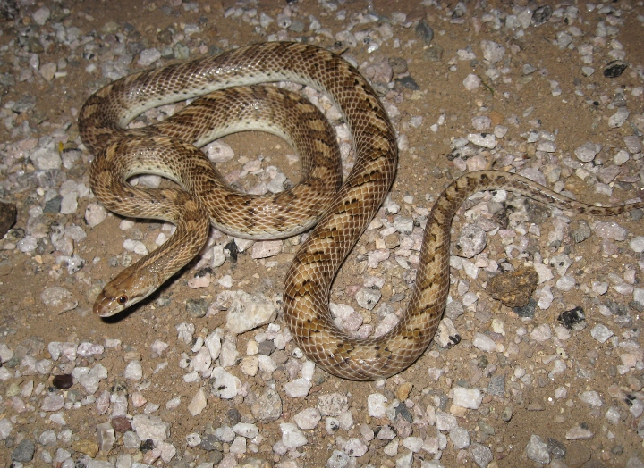 Desert Glossy Snake